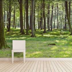 wall paper with forest